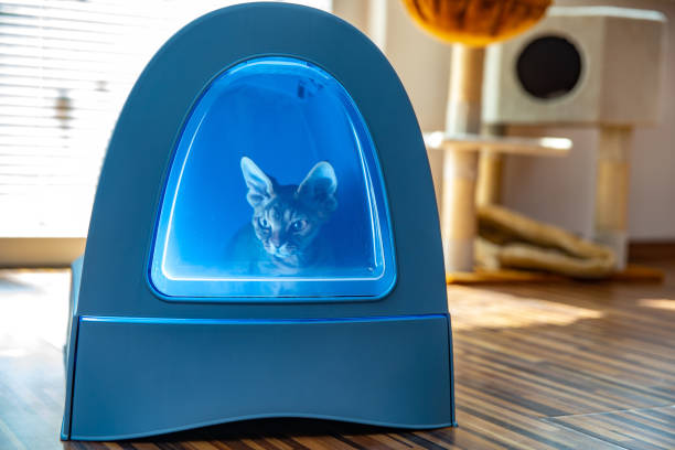 Pet urine on sale subfloor