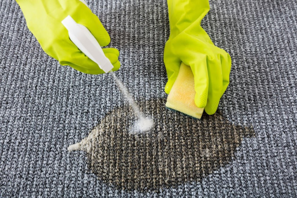 How To Clean Pee Out Of Carpet