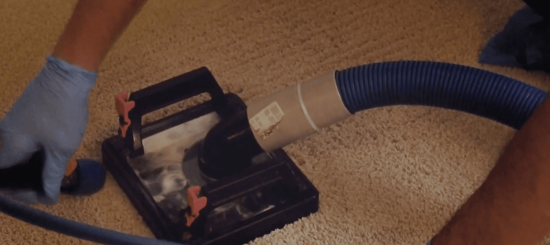 Pet Urine Odor Removal Online Course TMF Store