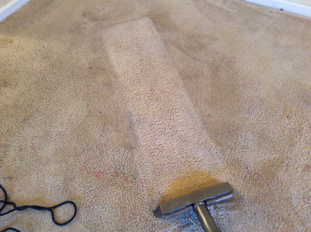how to get chocolate out of a carpet