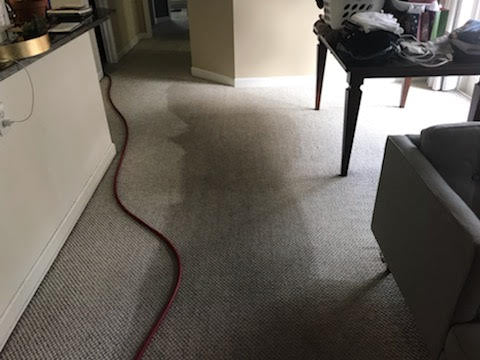 how to get human urine smell out of carpet