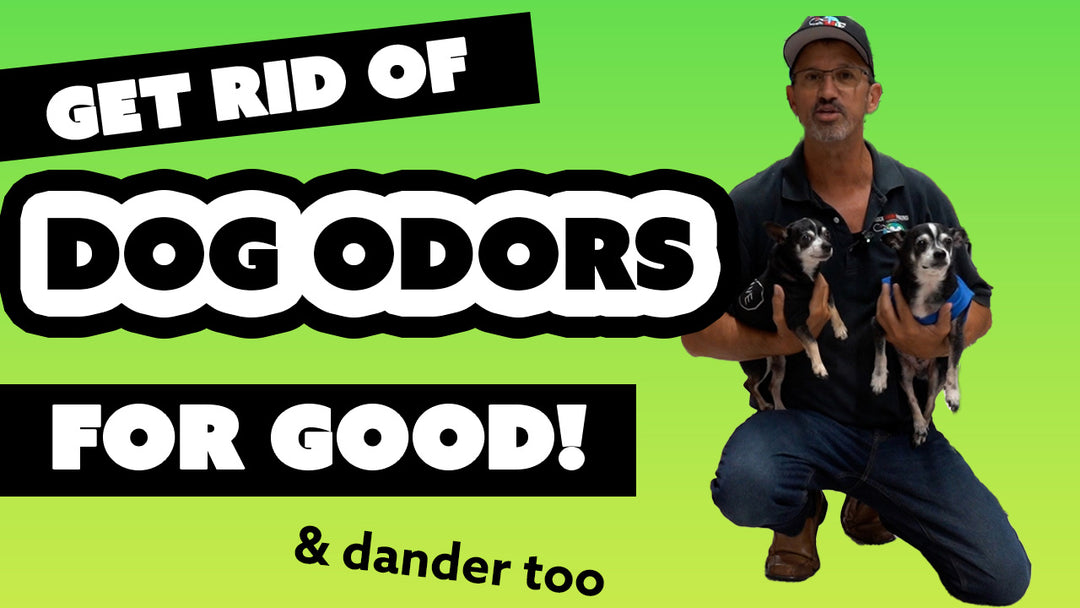 Get Rid Of Dog Dander and Odors For Good From Carpets!