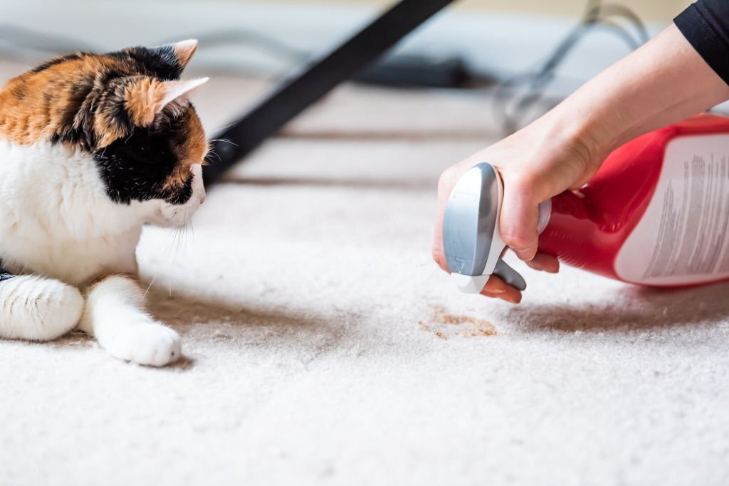 how to clean cat poop from carpet