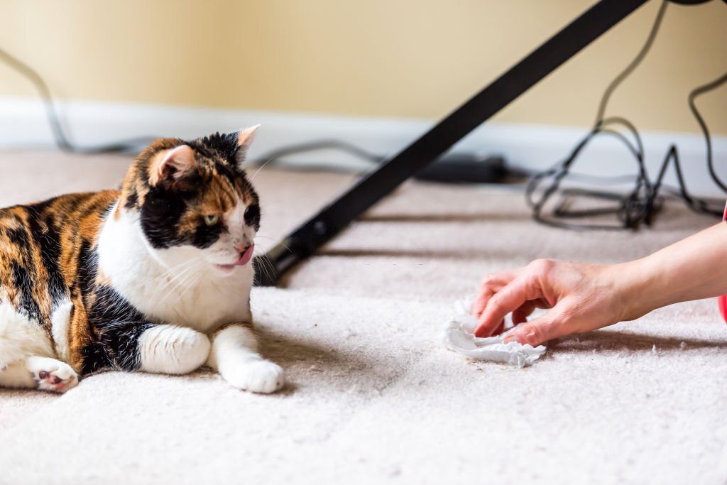 how to clean cat vomit from carpet