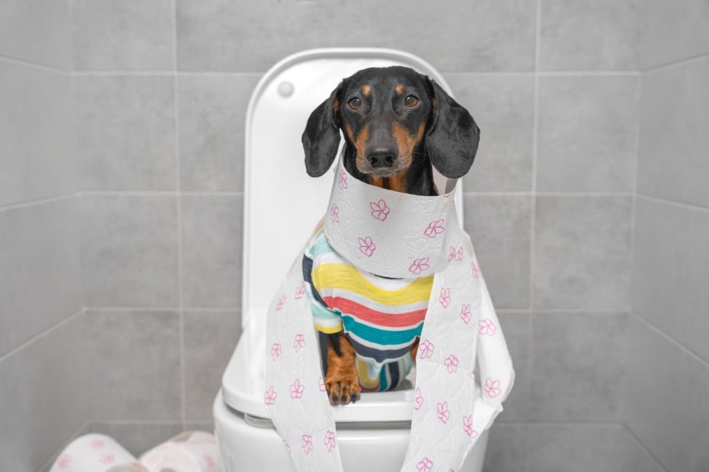 how to clean dog diarrhea from carpet