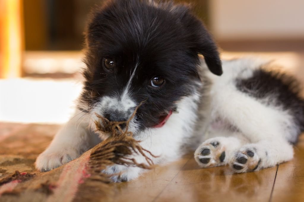 how to clean dog vomit from carpet