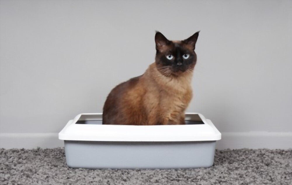 how to get cat litter out of a carpet