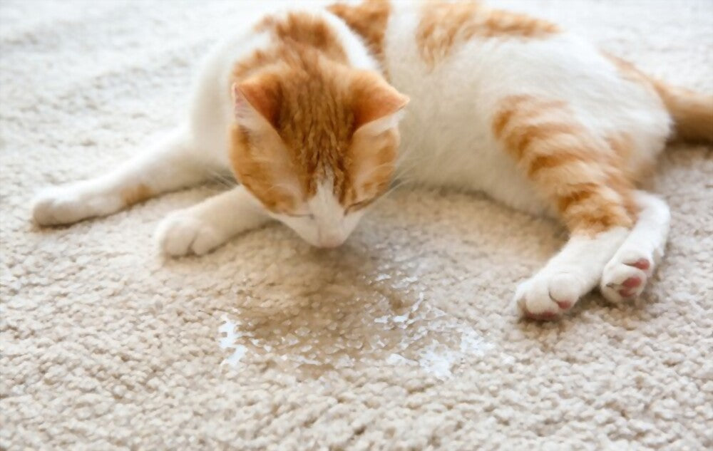 how to get cat pee out of carpet