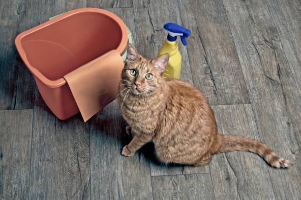 how to get cat pee out of wood