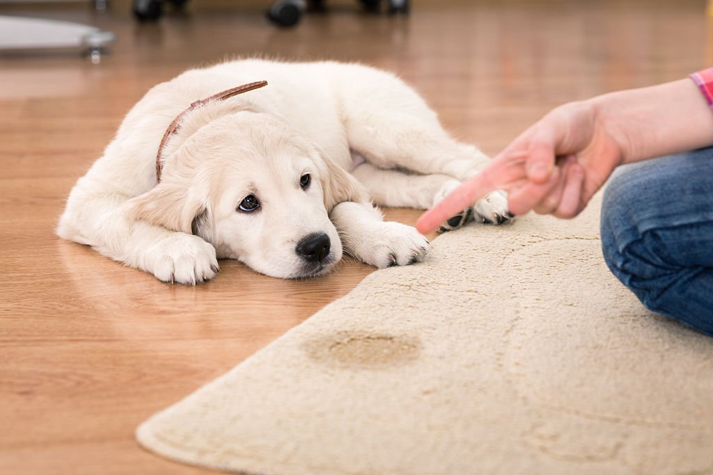 how to get dog pee out of carpet