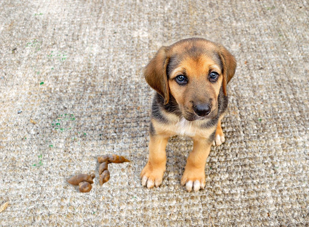 how to get dog poop out of carpet