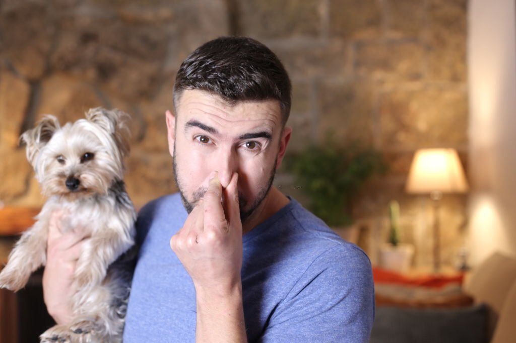 how to get dog smell out of carpet