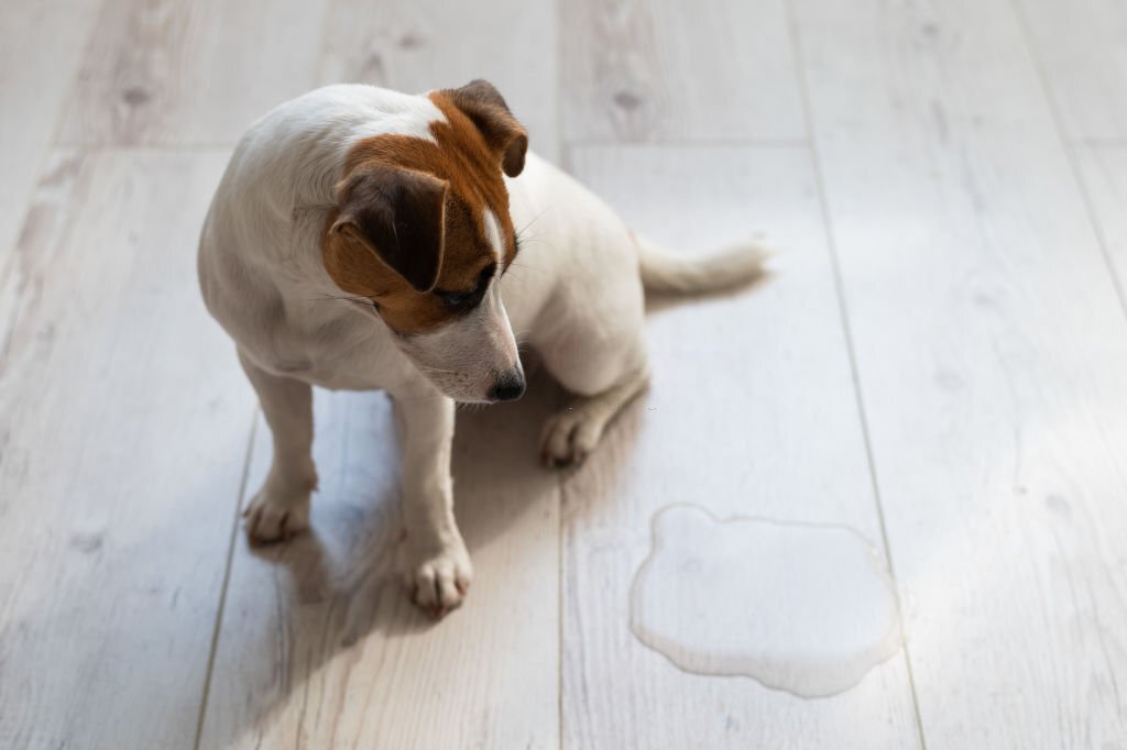 how to get dog urine out of wood furniture