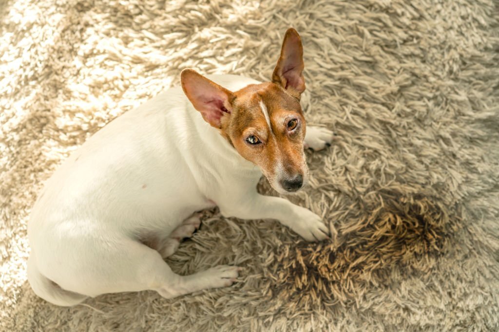 how to get dried dog pee out of carpet