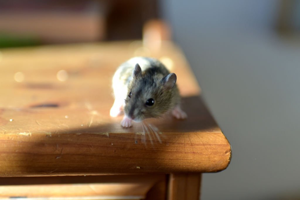 how to get mouse urine smell out of wood