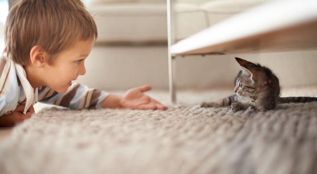 how to get pet stains out of carpet