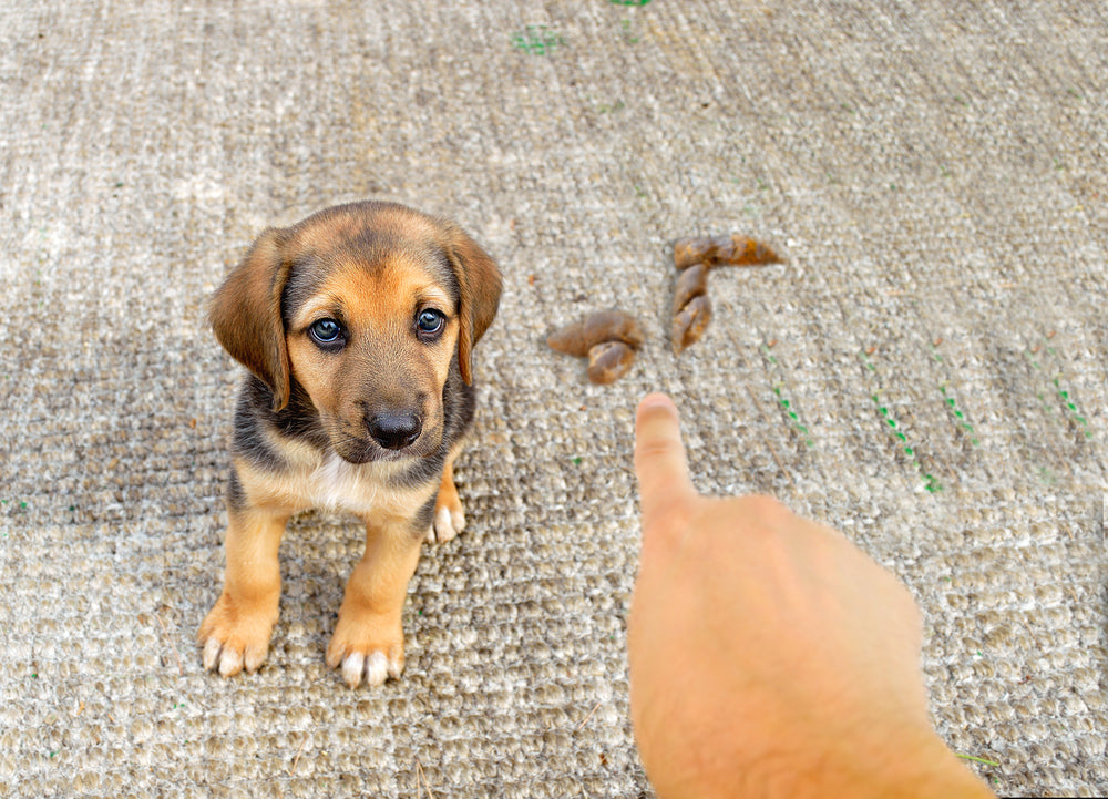 how to get poop out of carpet