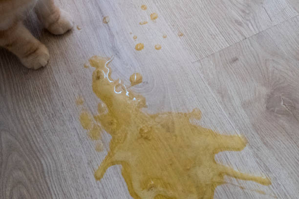how to get smells out of wood floors